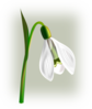 3d Snowdrop Clip Art